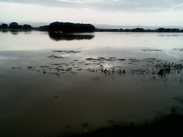 Pamarru